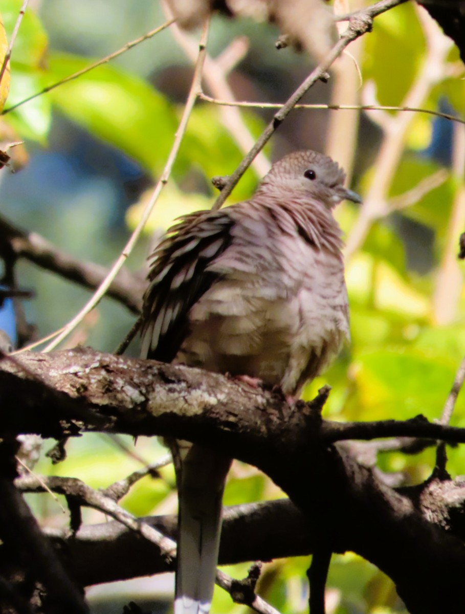 Inca Dove - ML646243917