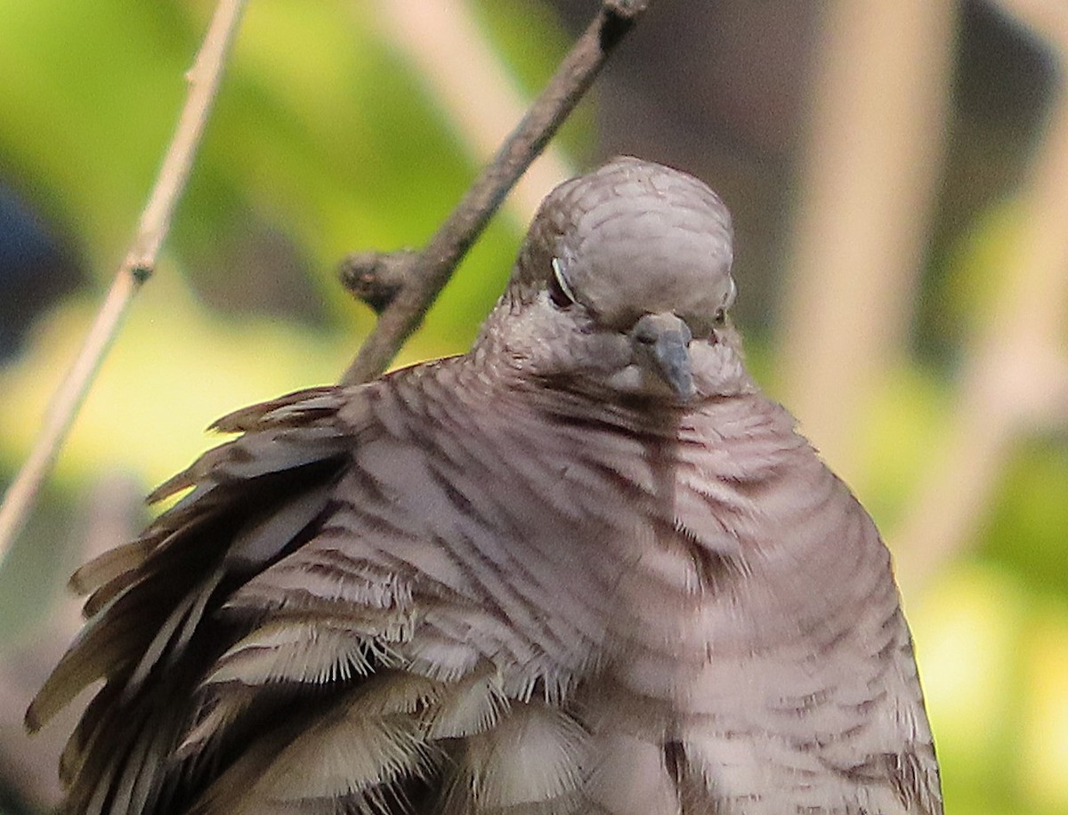 Inca Dove - ML646243918