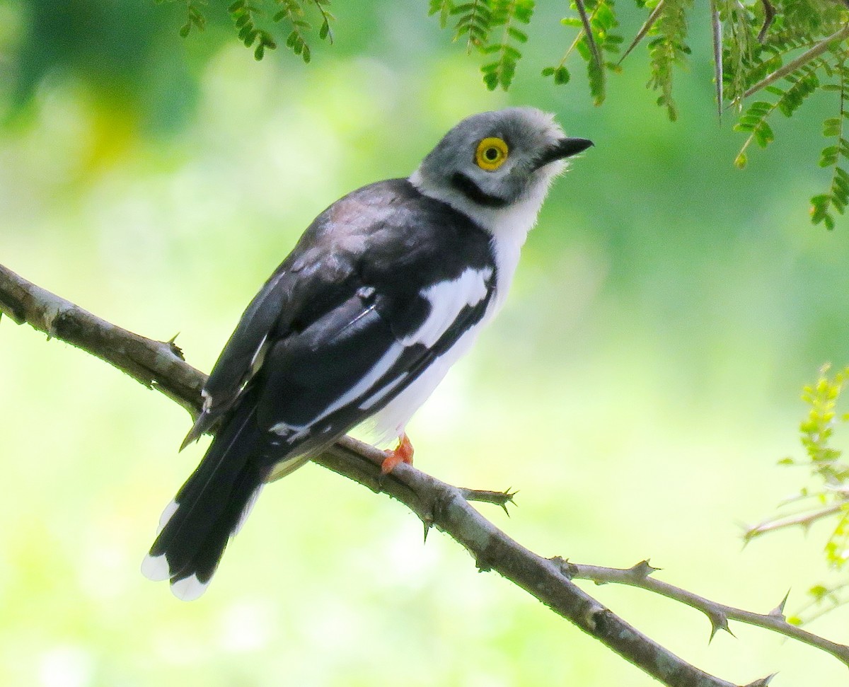 White-crested Helmetshrike - ML646243920