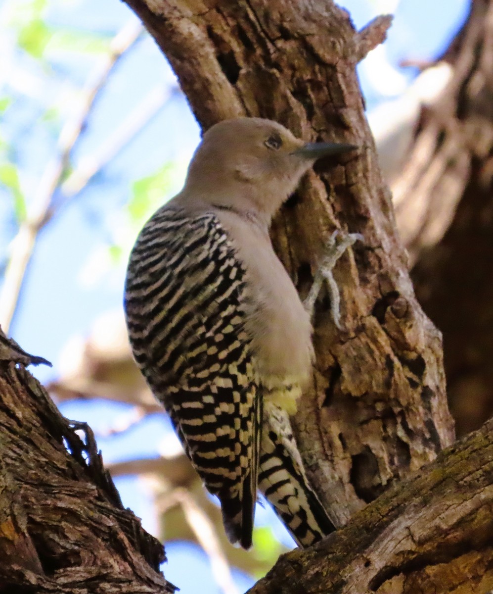 Gila Woodpecker - ML646243926