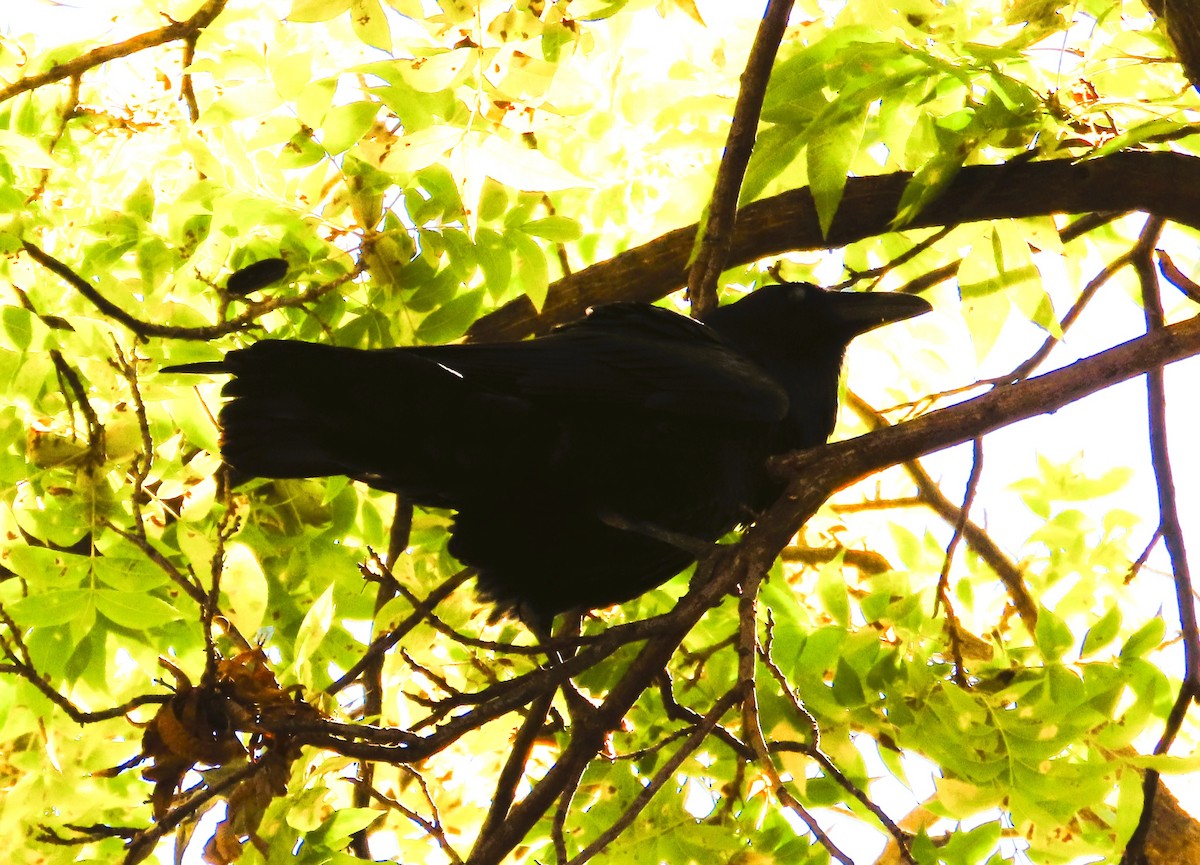 Common Raven - ML646243935