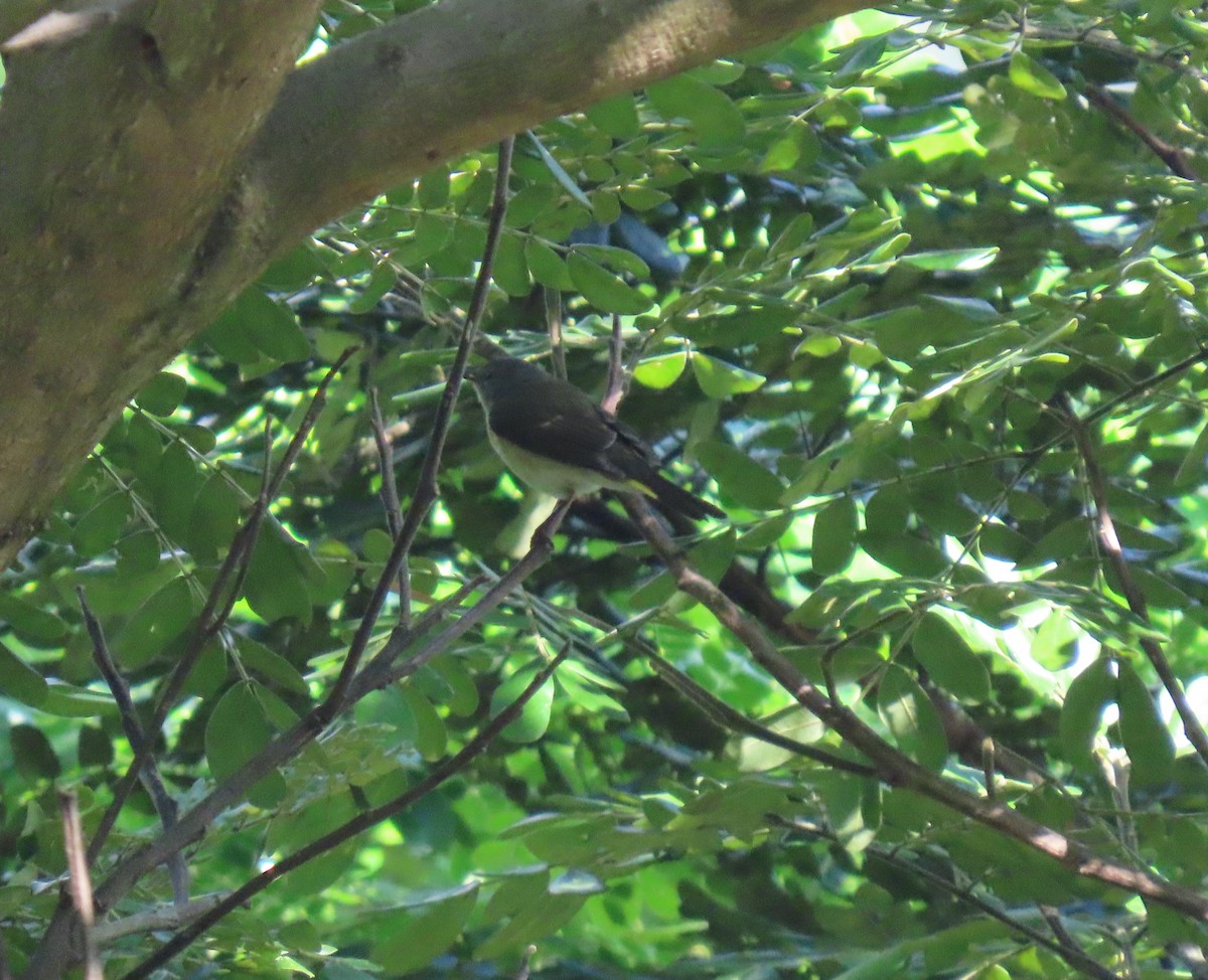 סבכון חכלילי - ML646243937