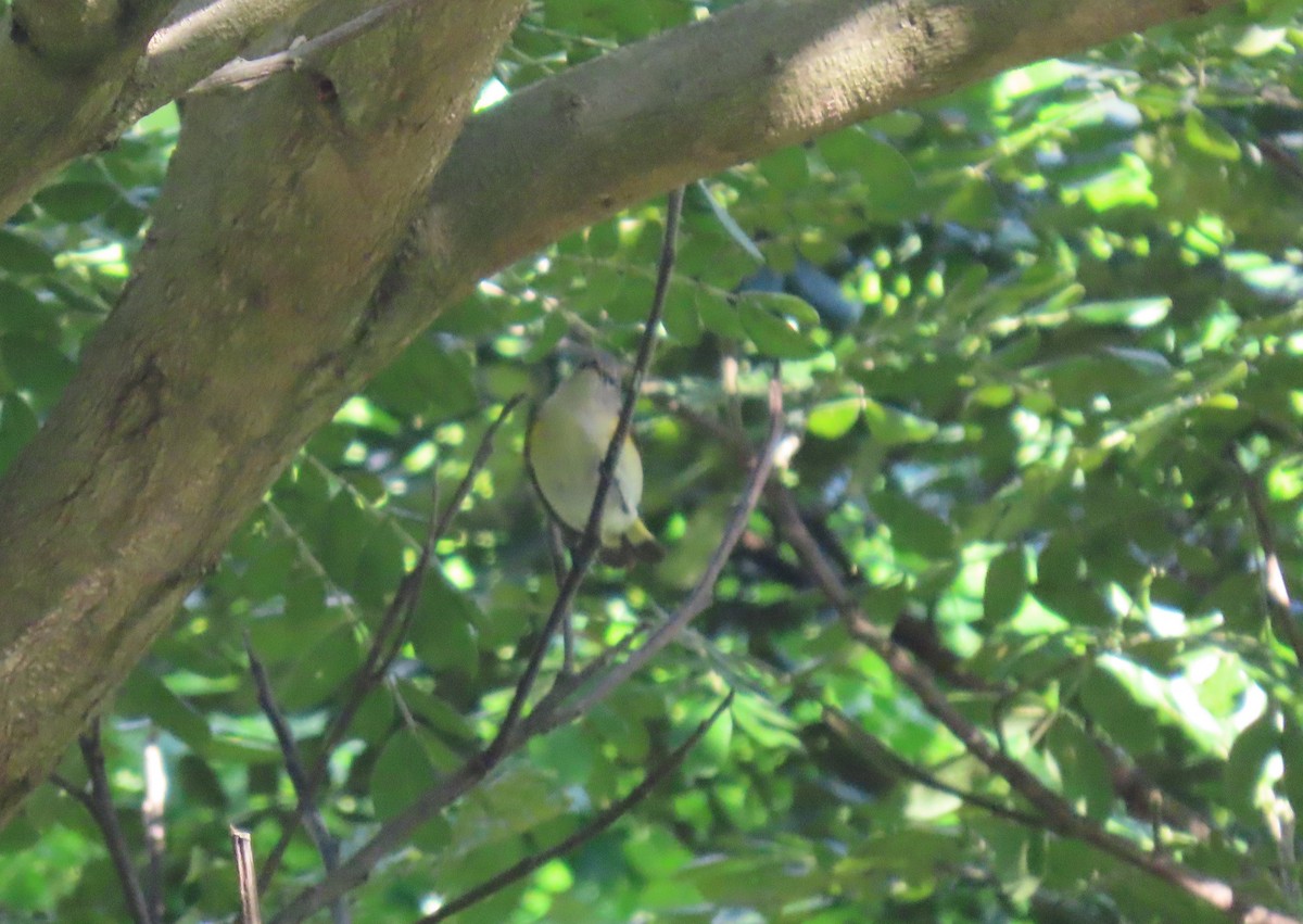 סבכון חכלילי - ML646243938