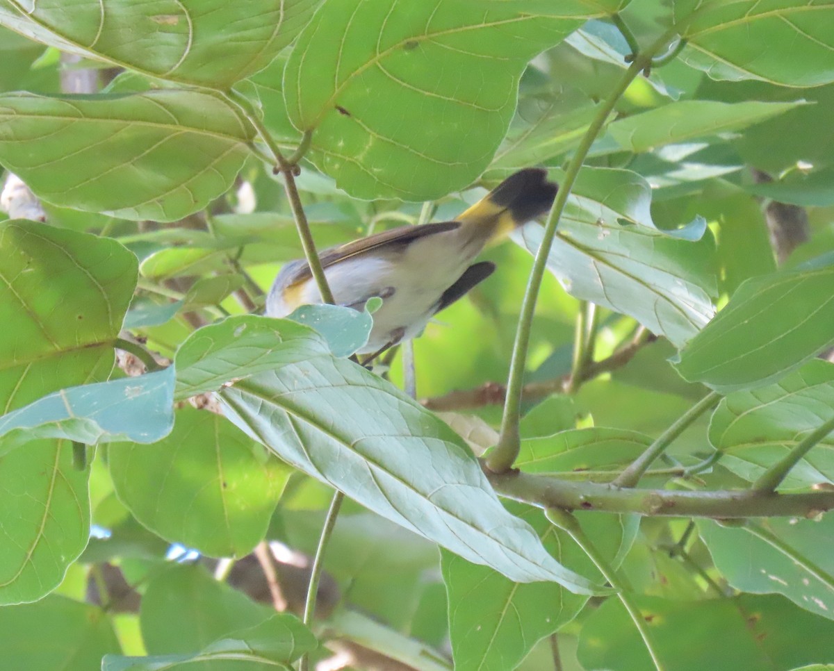סבכון חכלילי - ML646243940