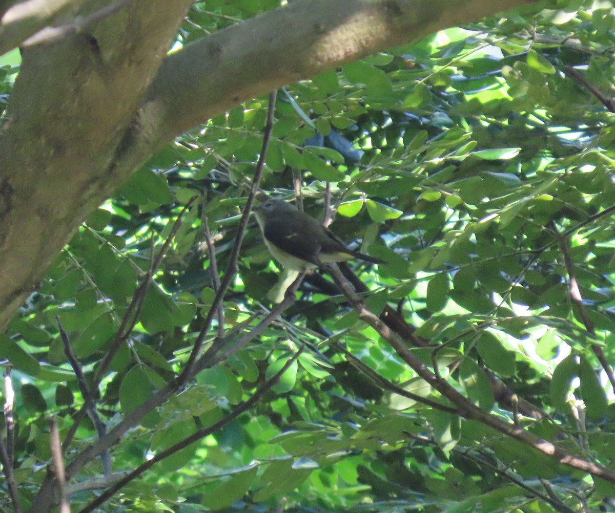 סבכון חכלילי - ML646243941