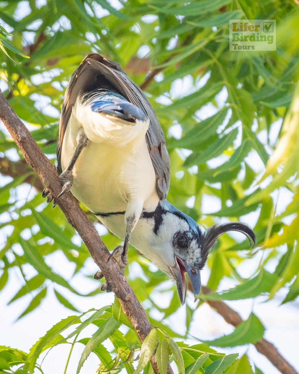 White-throated Magpie-Jay - ML646243943