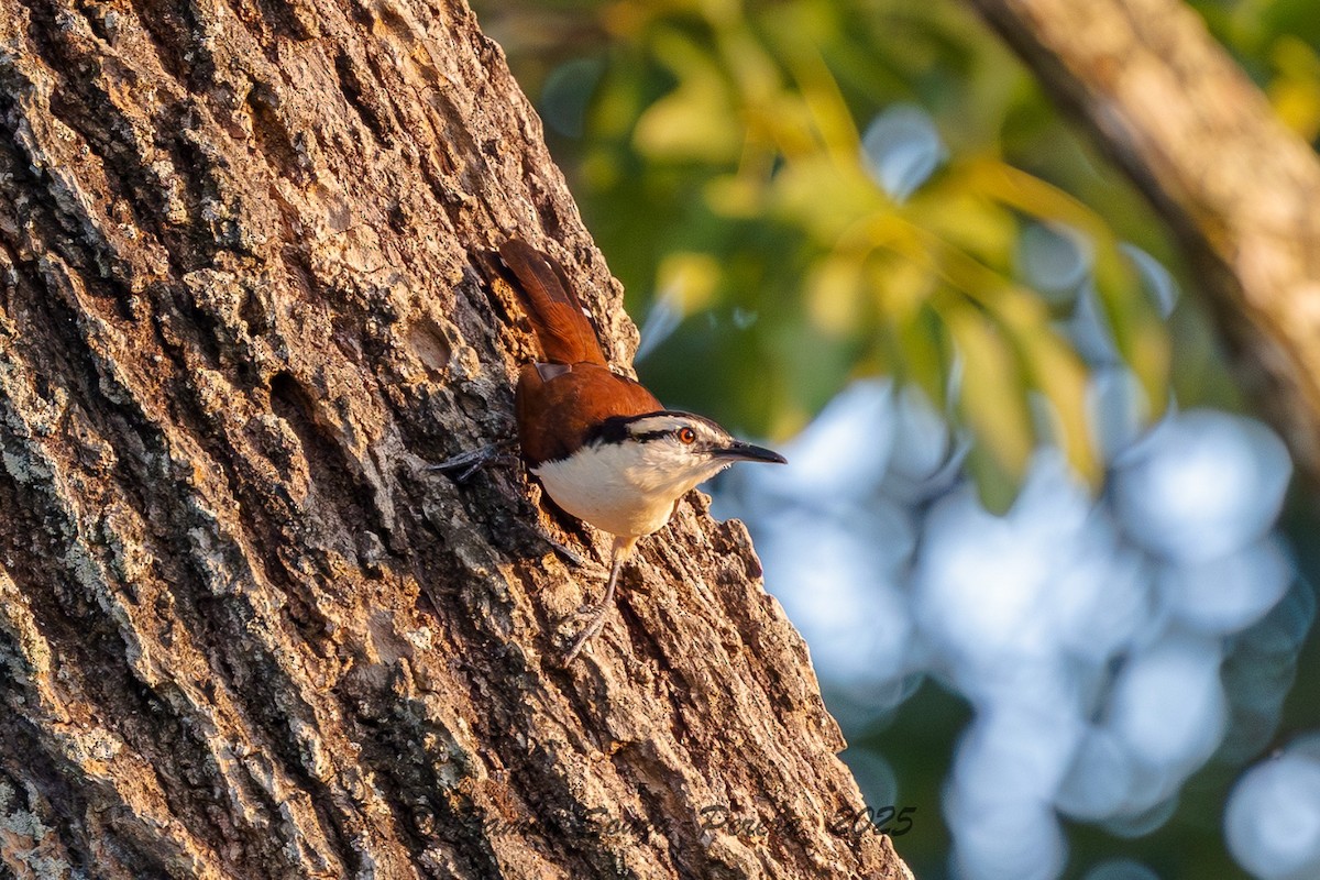 Giant Wren - ML646243953