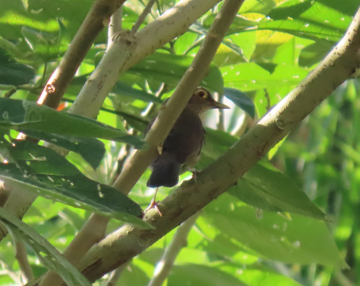 Желтоглазый дрозд - ML646243956