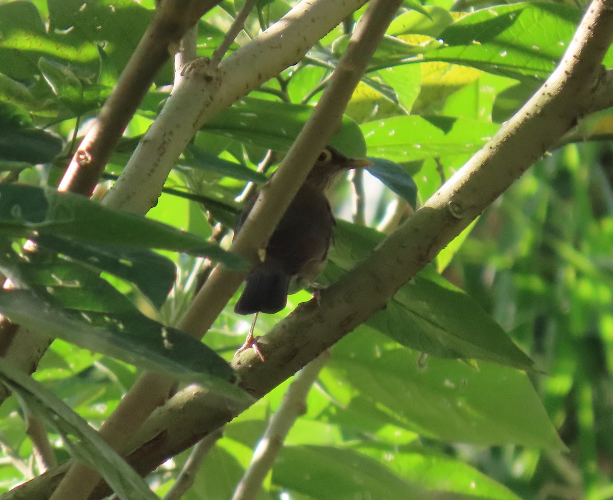 Желтоглазый дрозд - ML646243957