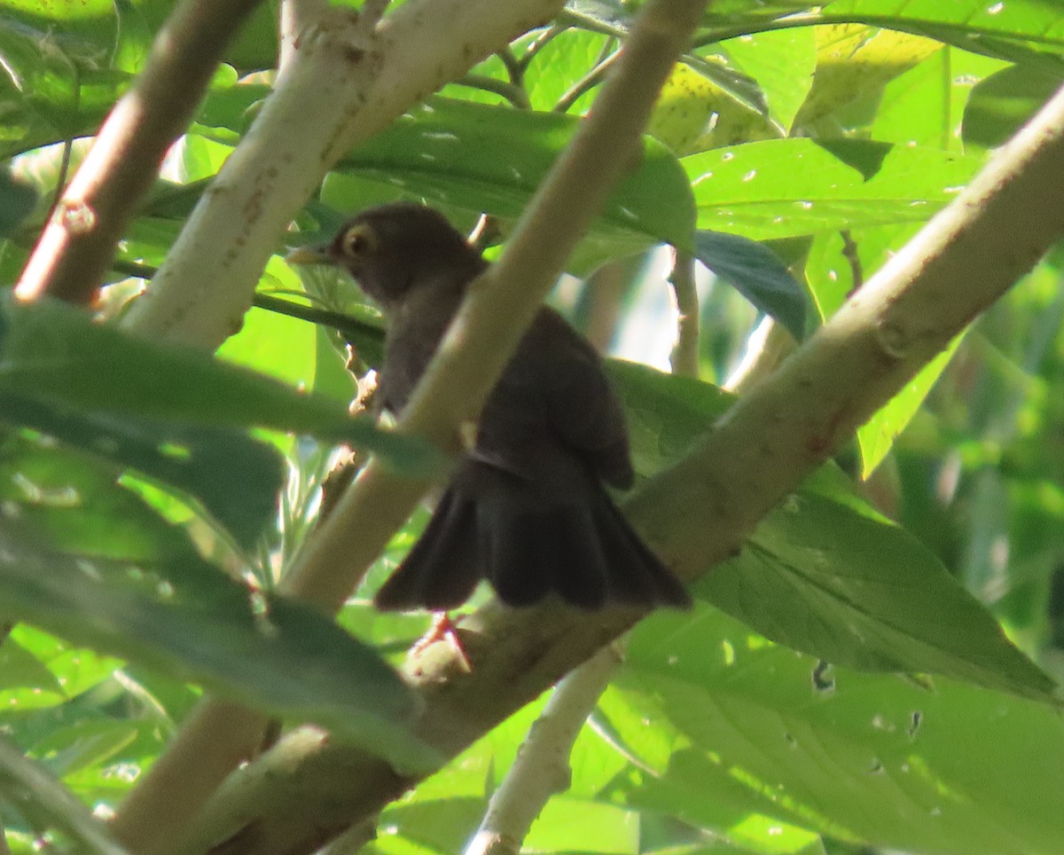 Желтоглазый дрозд - ML646243958