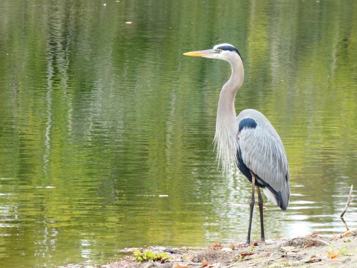 Great Blue Heron (Great Blue) - ML646243959