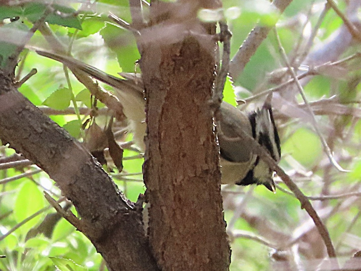 Bridled Titmouse - ML646243972