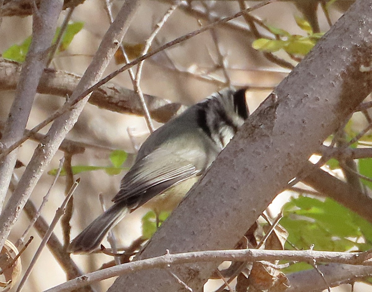Bridled Titmouse - ML646243973