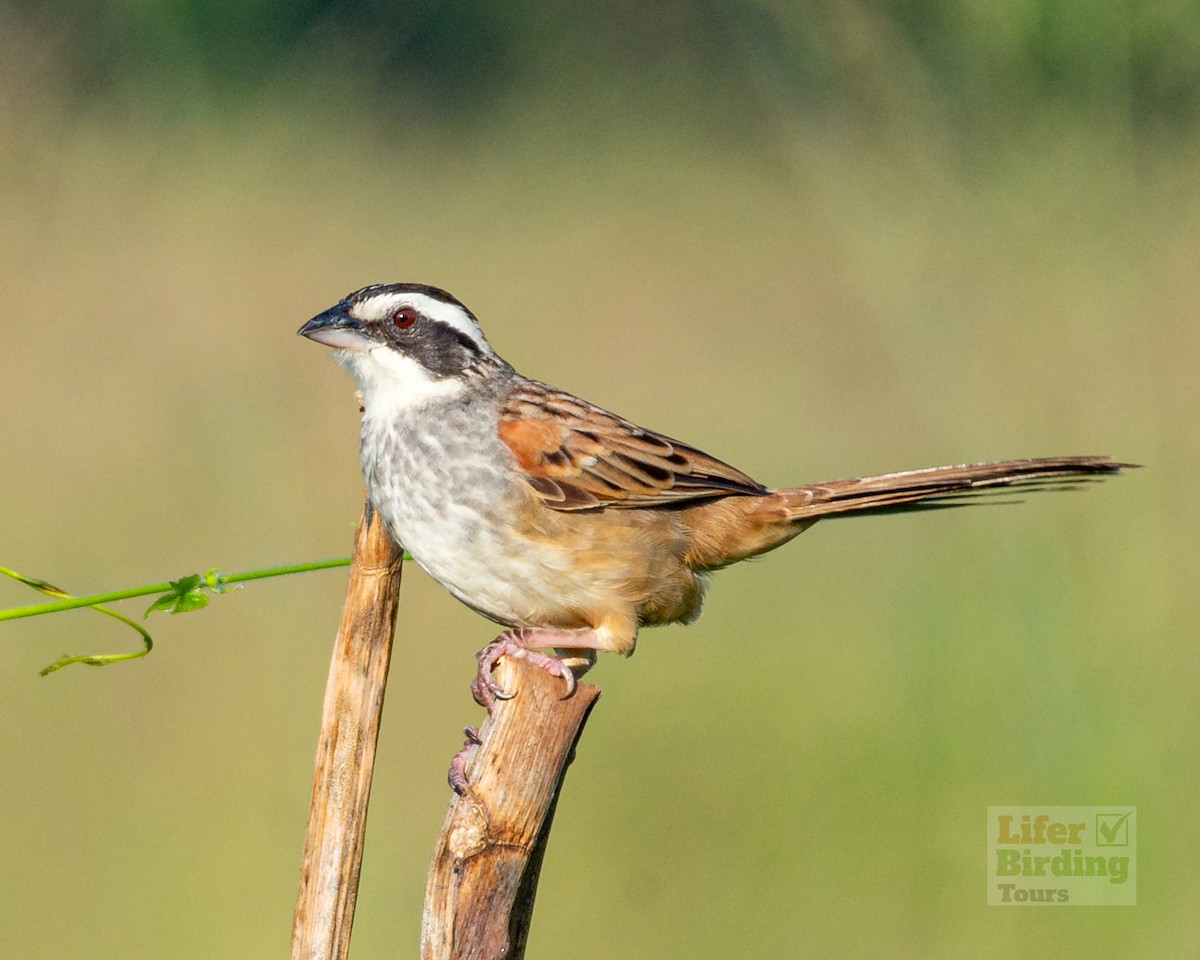 Stripe-headed Sparrow - ML646243974