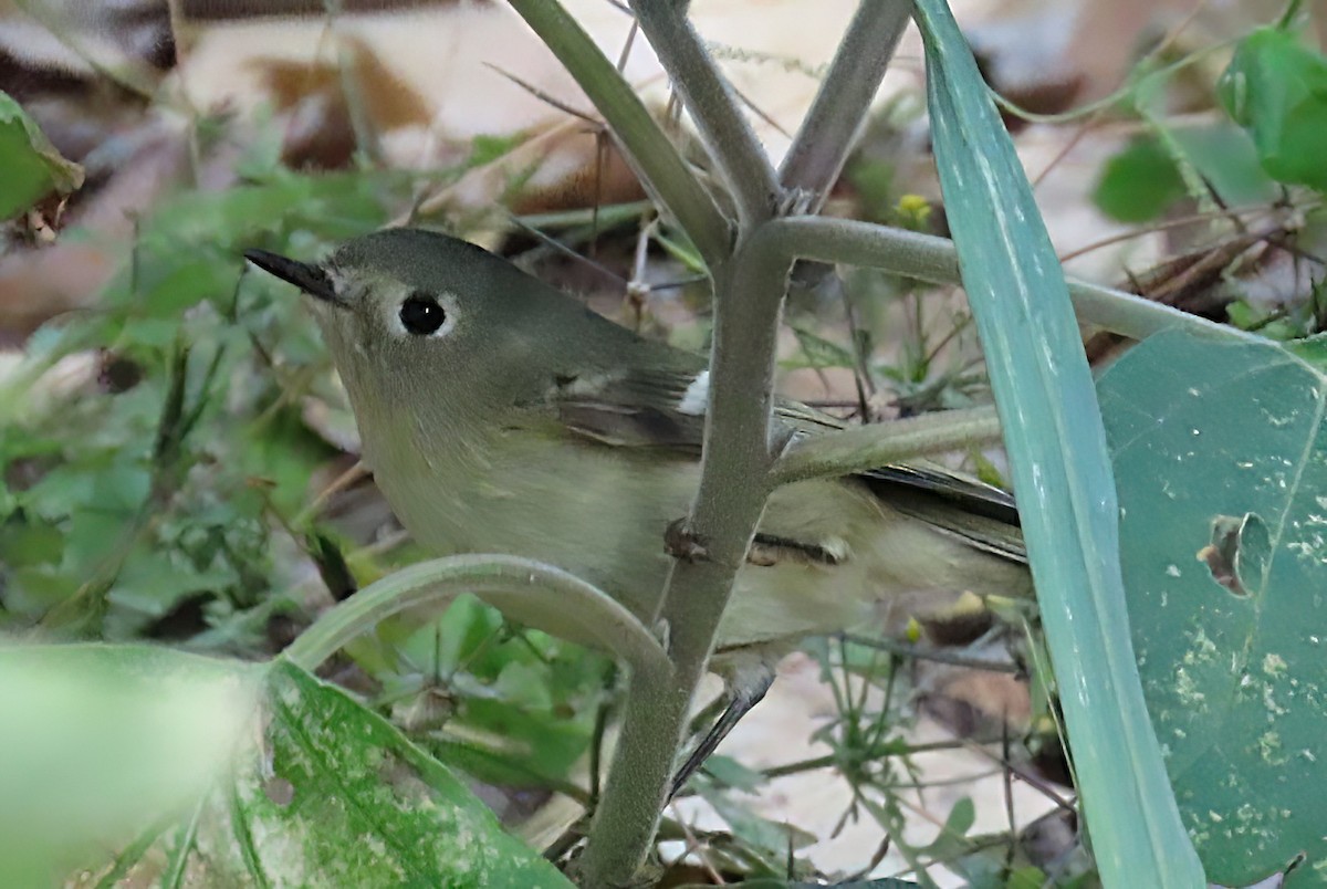 Ruby-crowned Kinglet - ML646243992