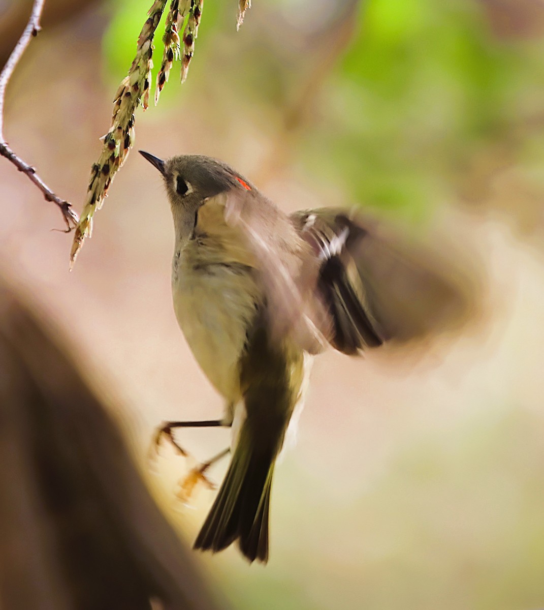 Ruby-crowned Kinglet - ML646243993