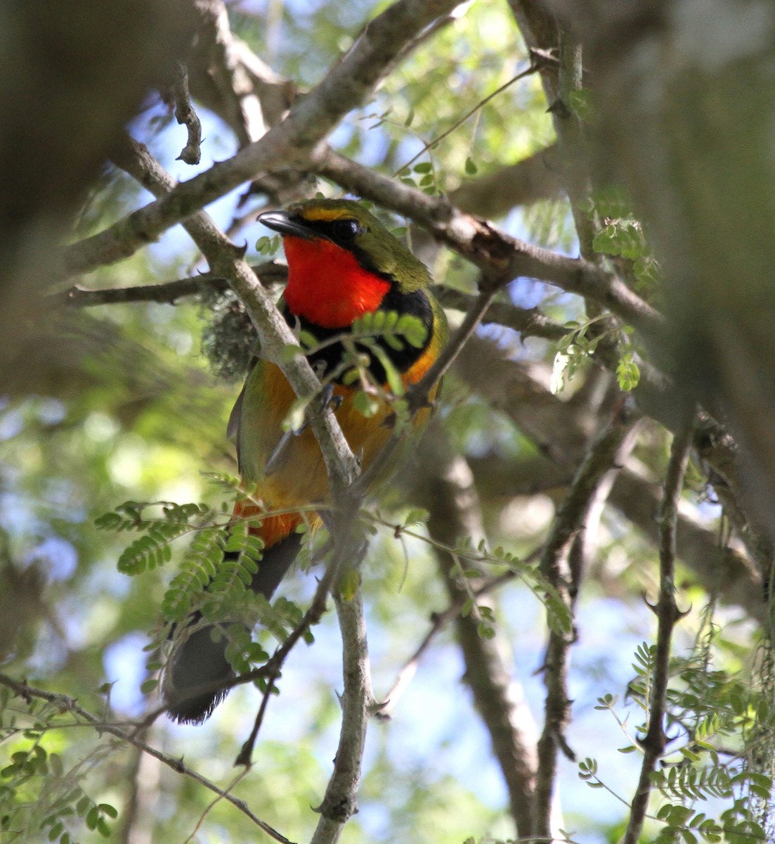 Four-colored Bushshrike - ML646244008