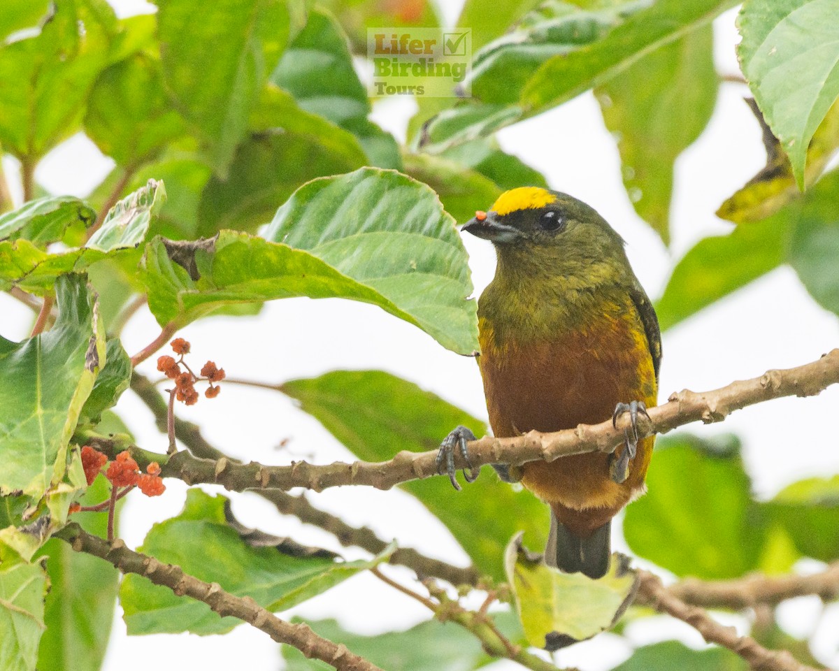 Olive-backed Euphonia - ML646244018
