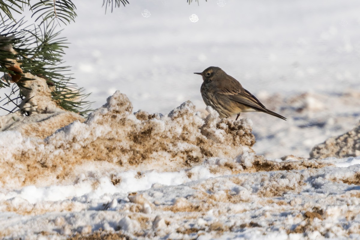 American Pipit - ML646244038
