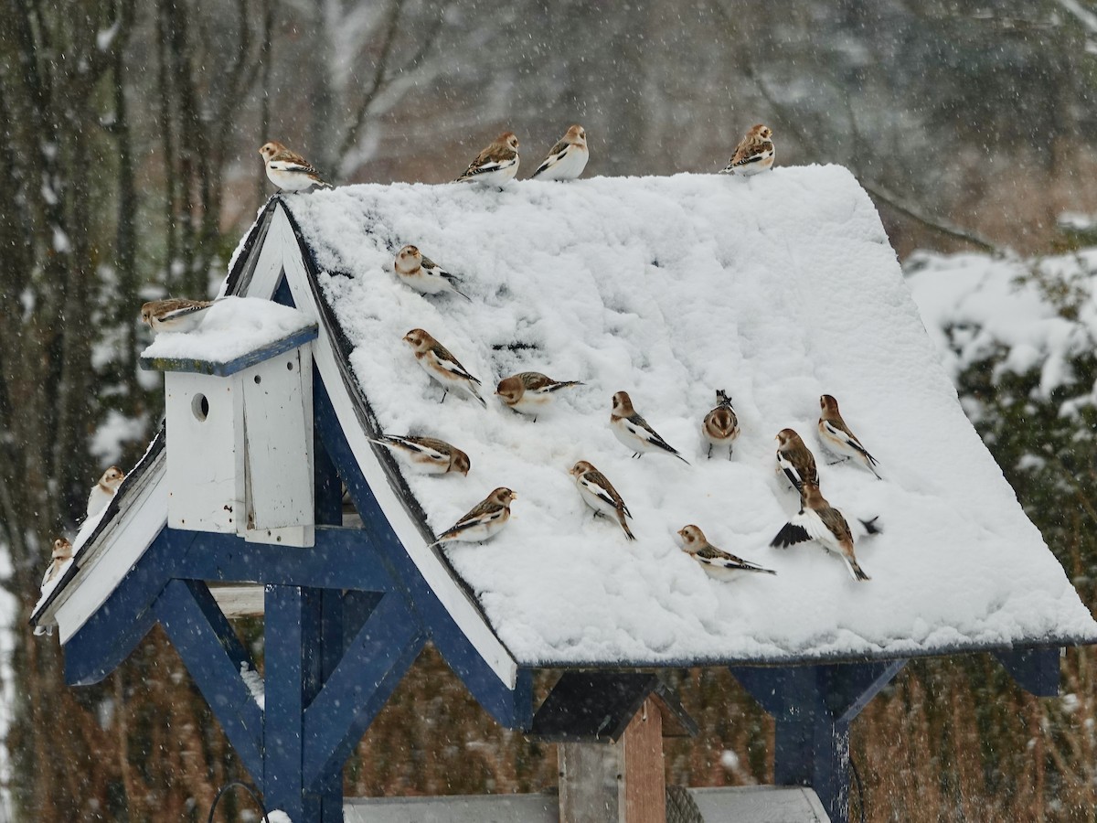 Snow Bunting - ML646244043
