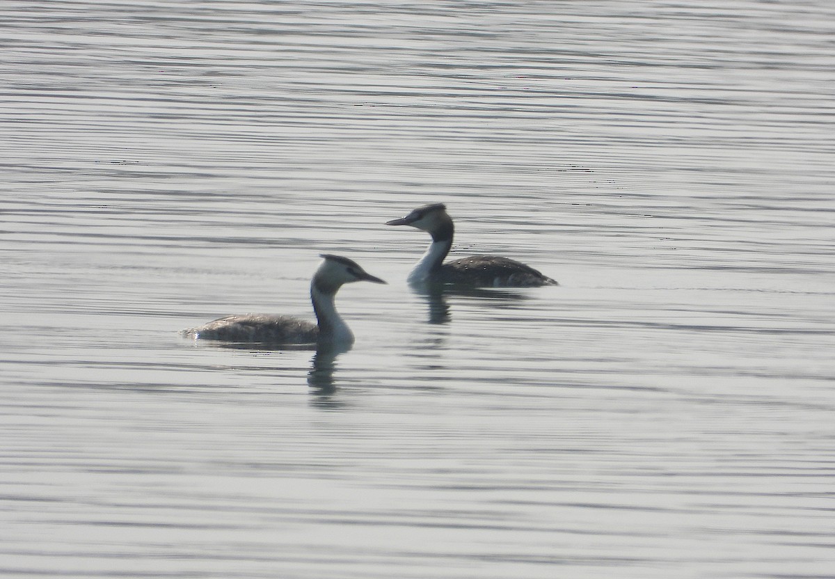 Great Crested Grebe - ML646244045