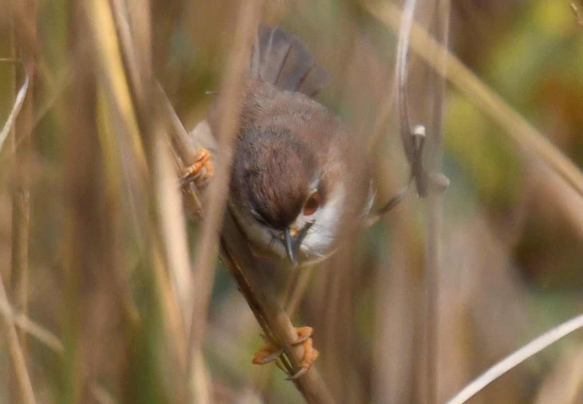 Yellow-eyed Babbler - ML646244046