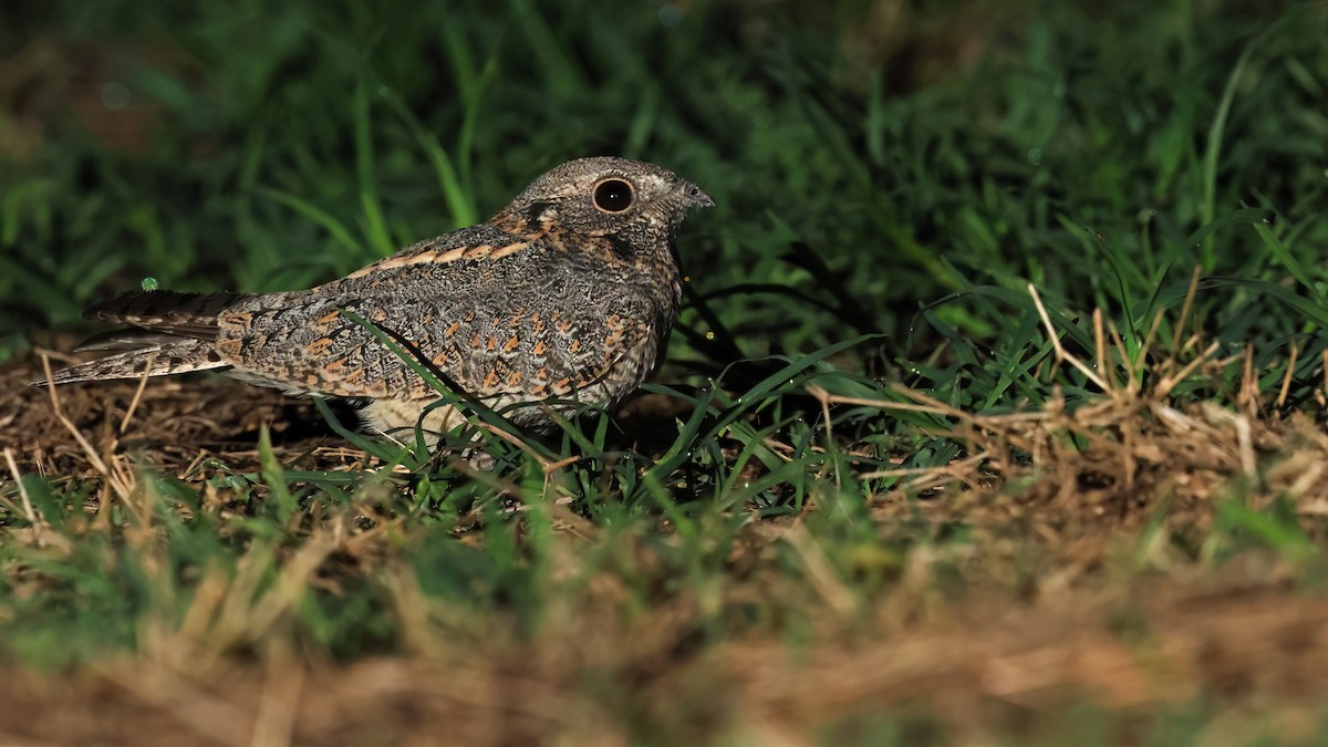 Savanna Nightjar - ML646244048