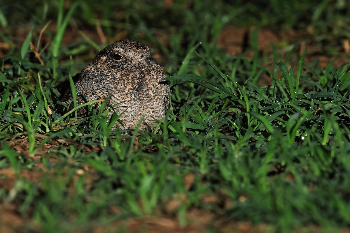 Savanna Nightjar - ML646244049