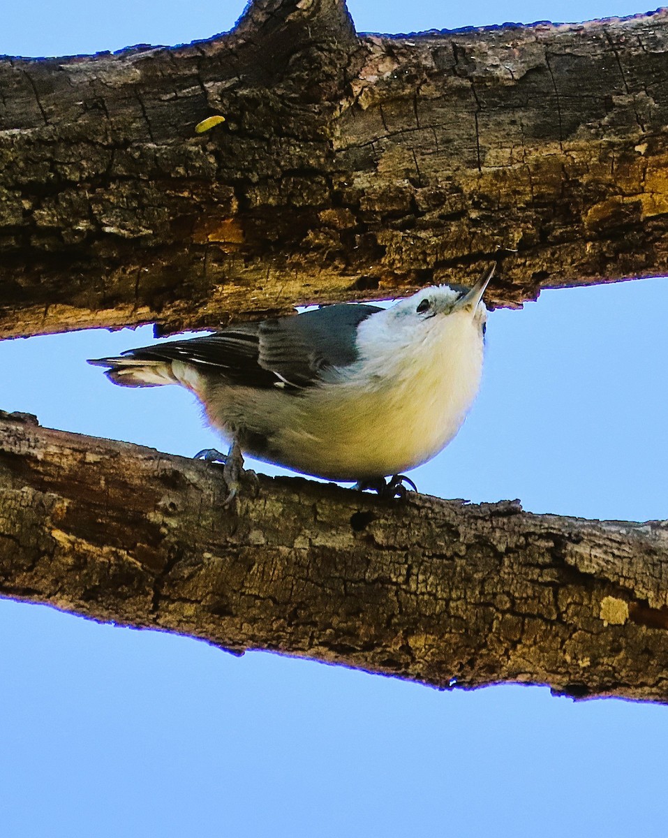White-breasted Nuthatch - ML646244051