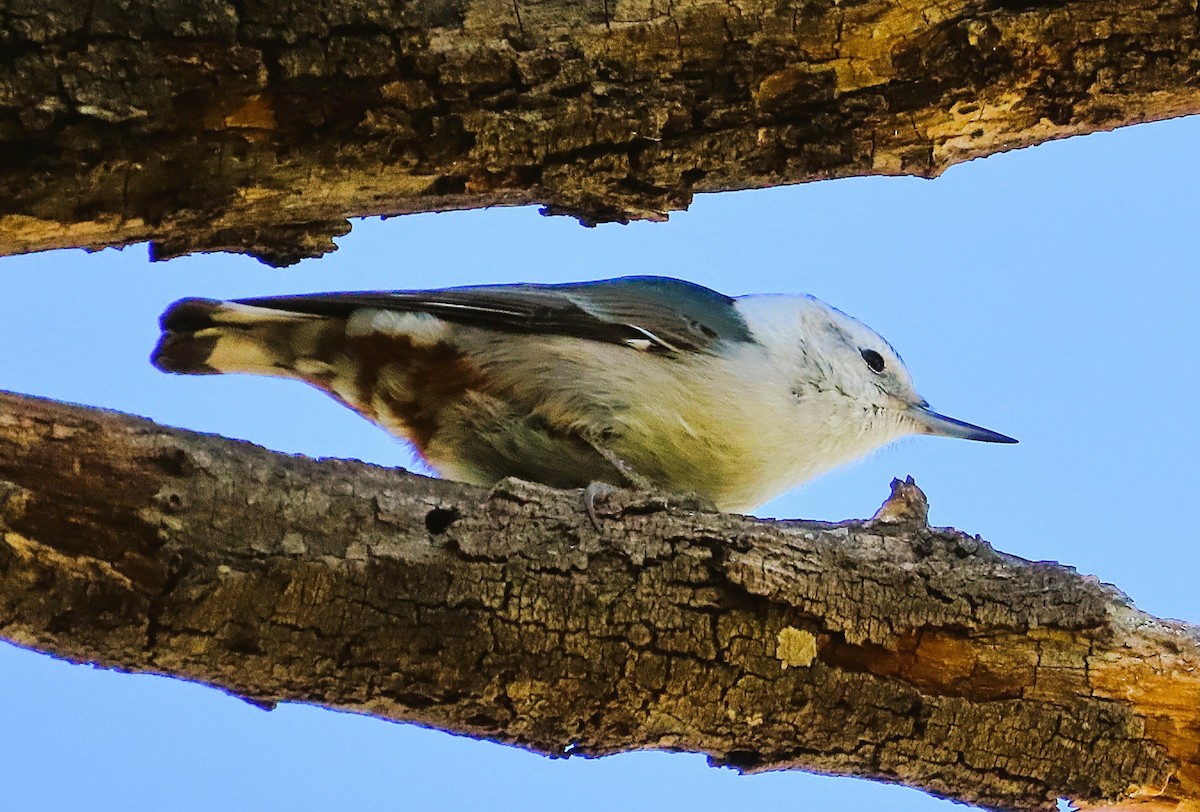 White-breasted Nuthatch - ML646244052