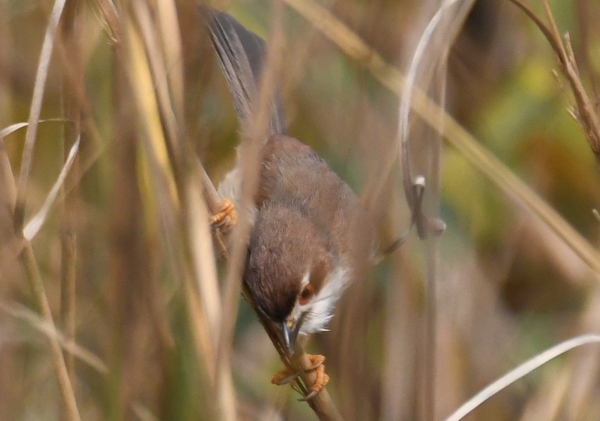 Yellow-eyed Babbler - ML646244054