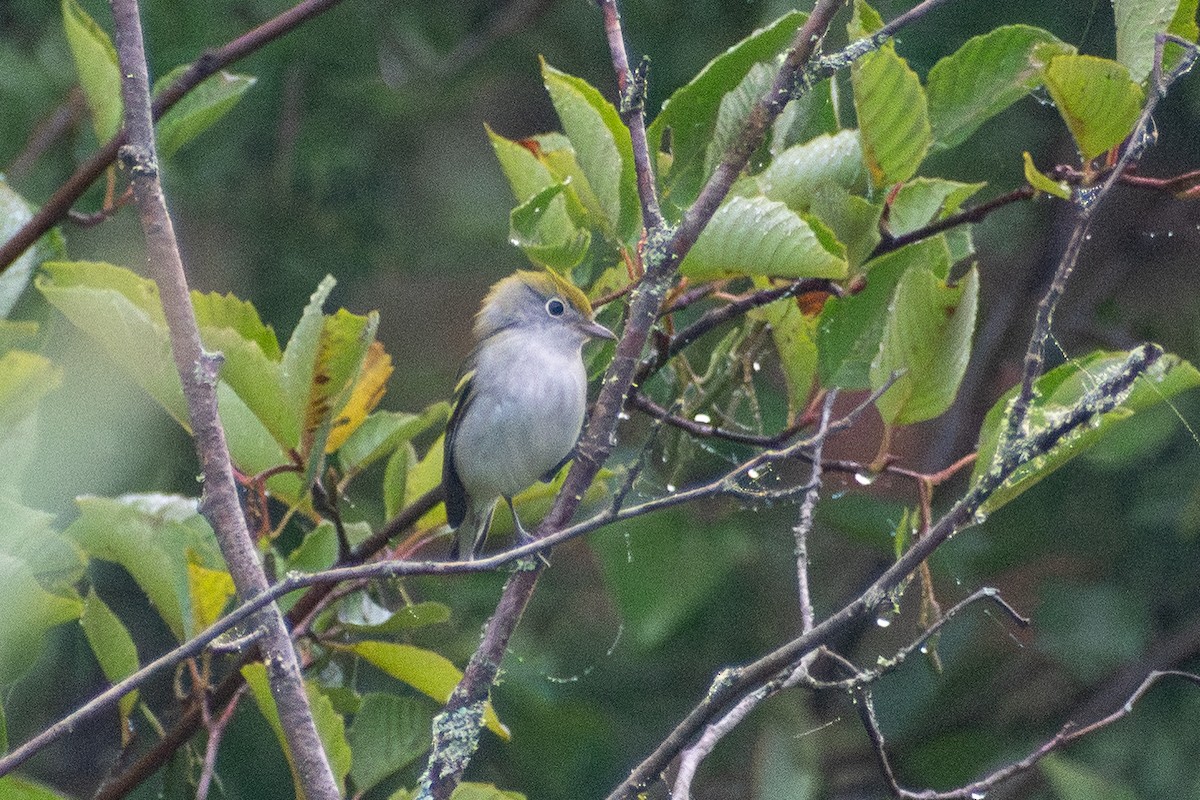 ワキチャアメリカムシクイ - ML646244055