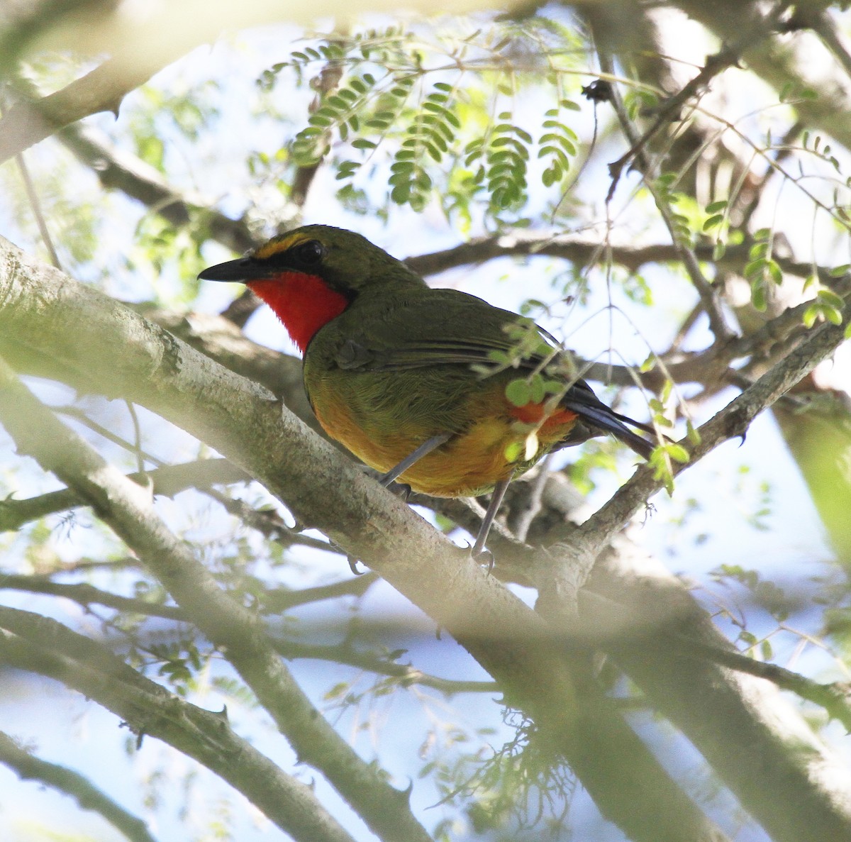 Four-colored Bushshrike - ML646244056
