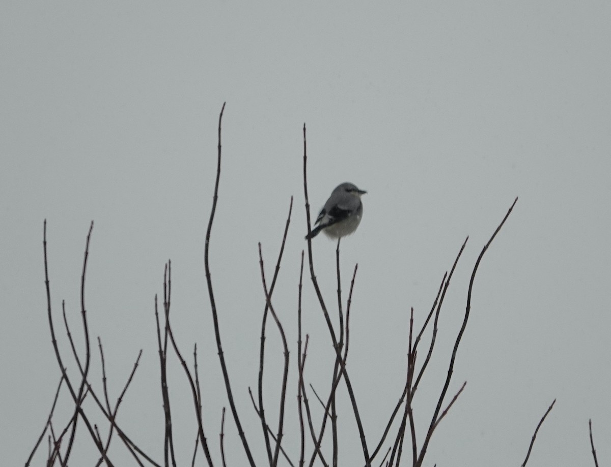 ťuhýk severní - ML646244057