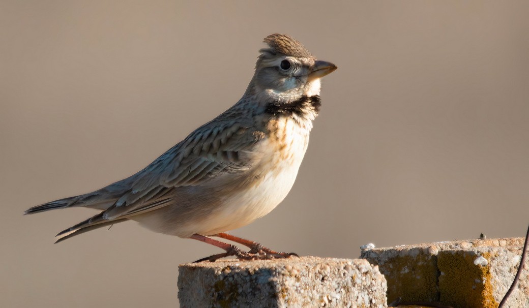 עפרוני ענק - ML646244068