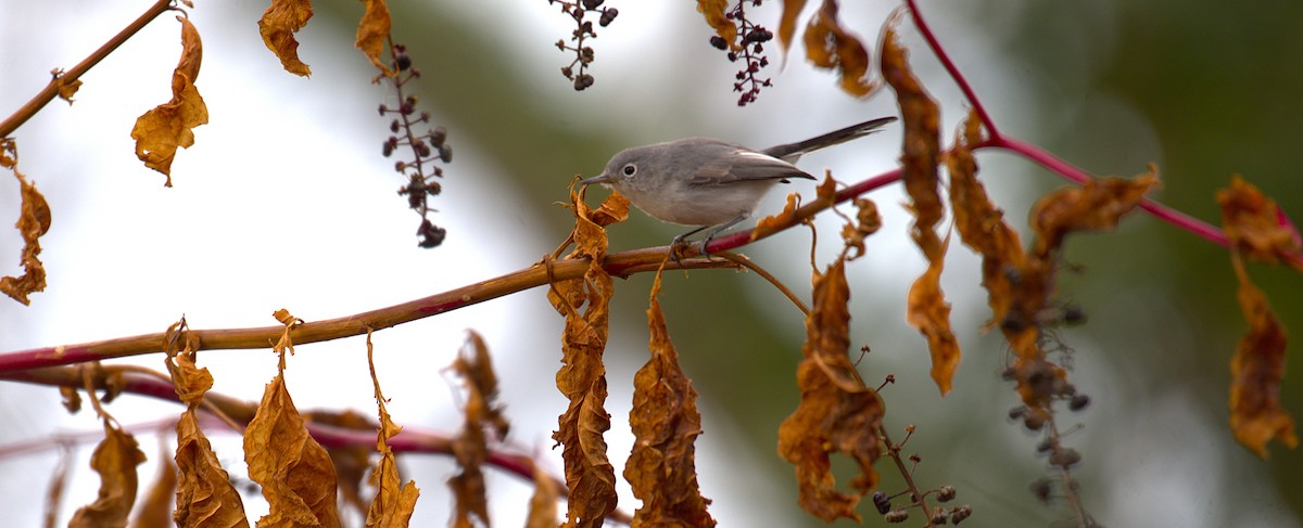 Blue-gray Gnatcatcher - ML646244070
