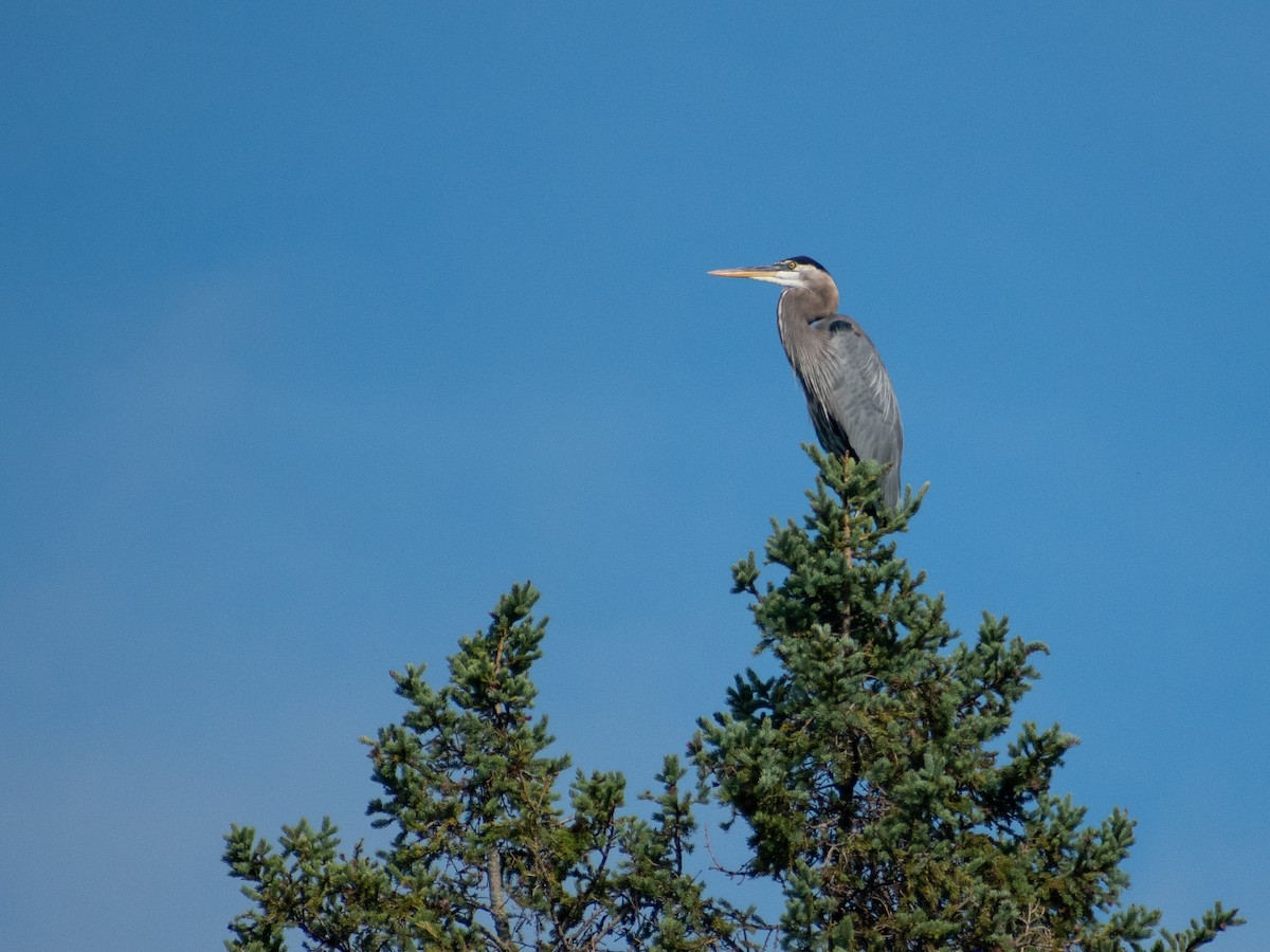 Great Blue Heron - ML646244072