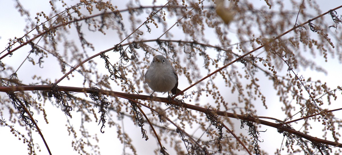 Blue-gray Gnatcatcher - ML646244073