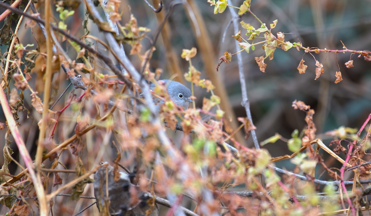 Blue-gray Gnatcatcher - ML646244074
