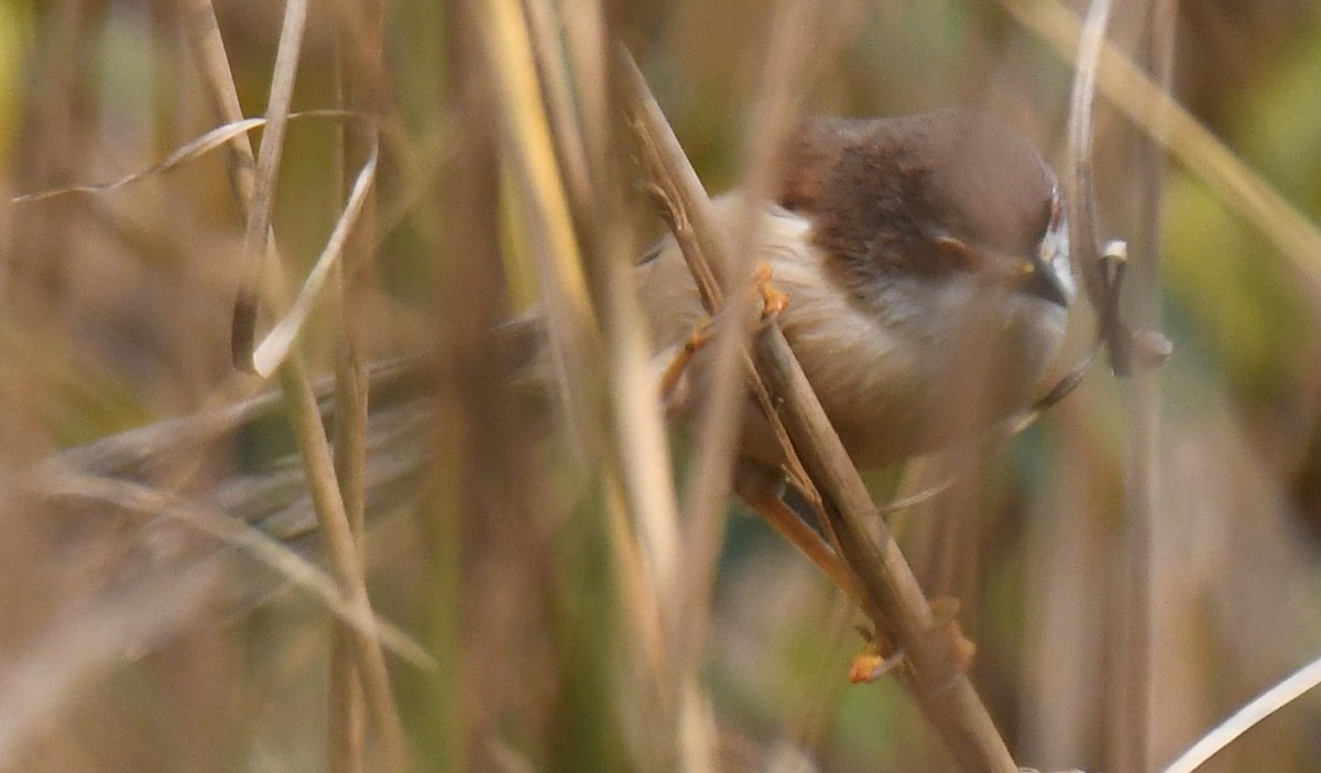 Yellow-eyed Babbler - ML646244075