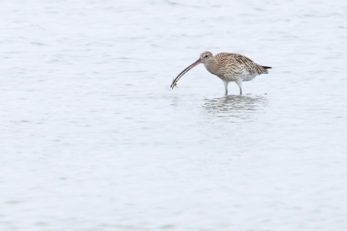 Eurasian Curlew - ML646244077