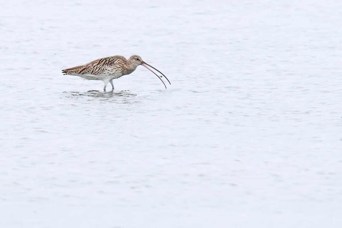Eurasian Curlew - ML646244078