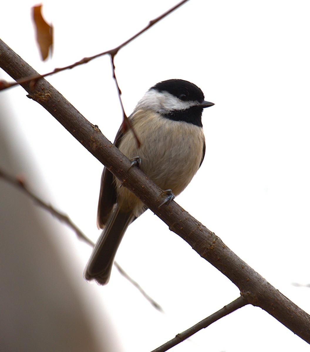Carolina Chickadee - ML646244082