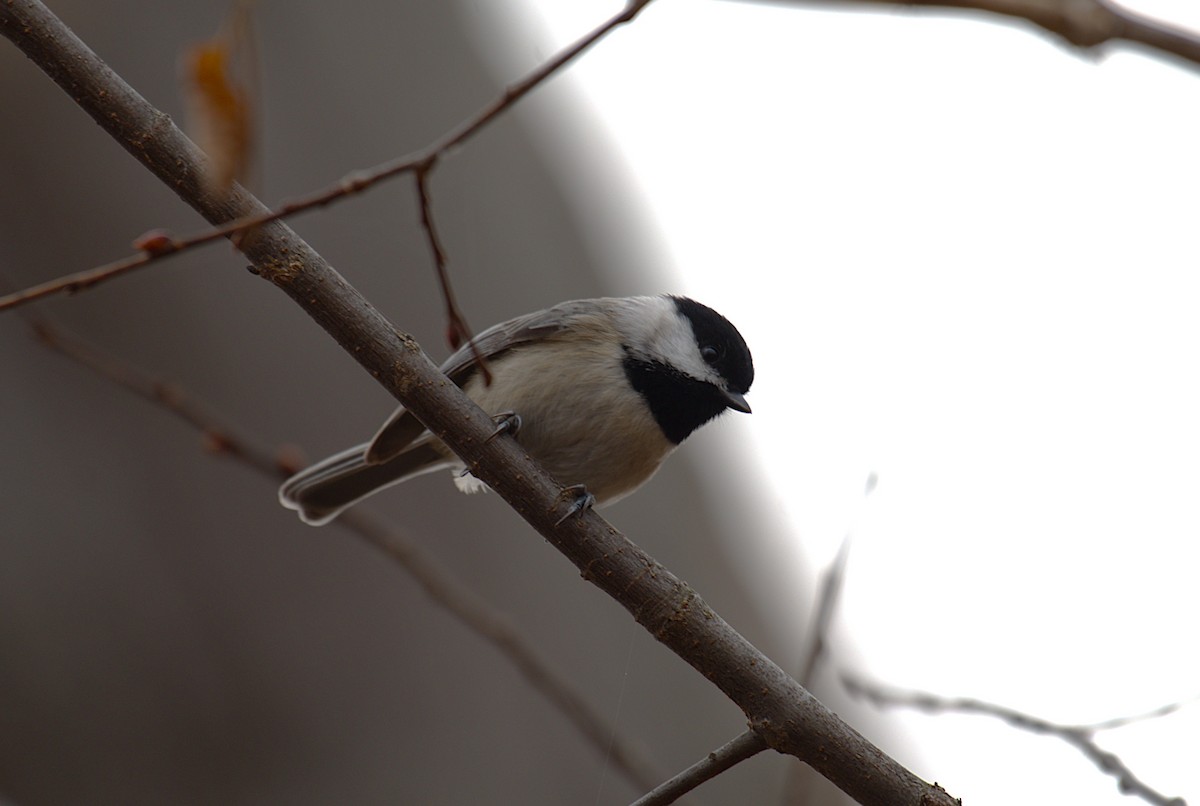 Carolina Chickadee - ML646244083