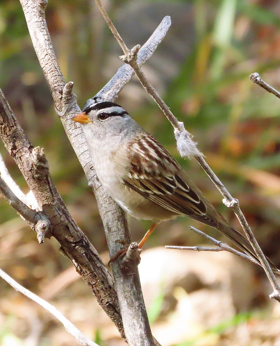 White-crowned Sparrow - ML646244085
