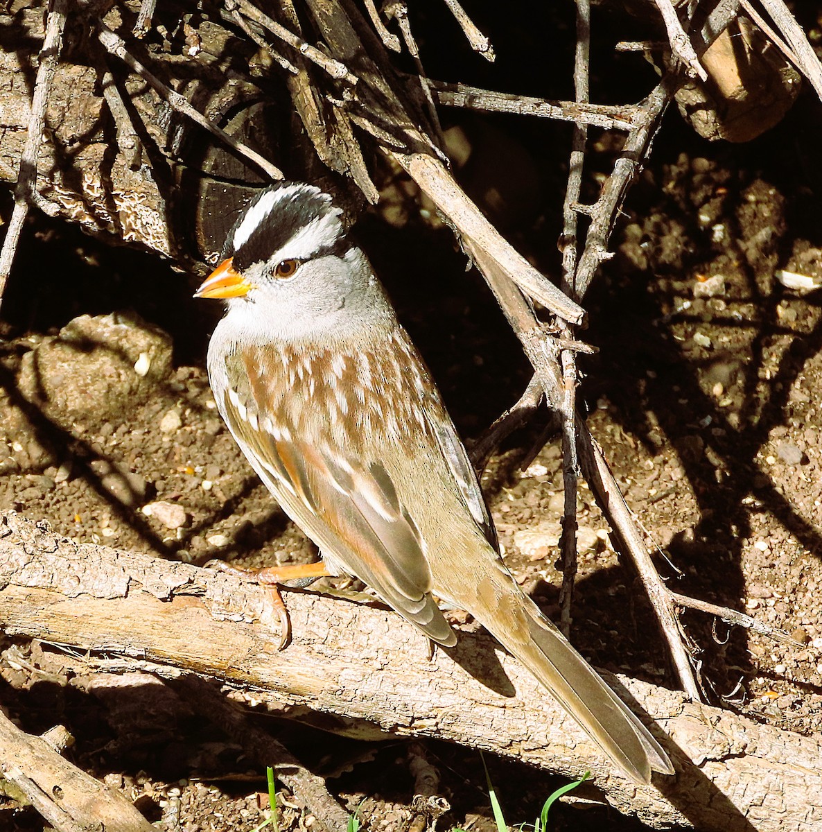 White-crowned Sparrow - ML646244086