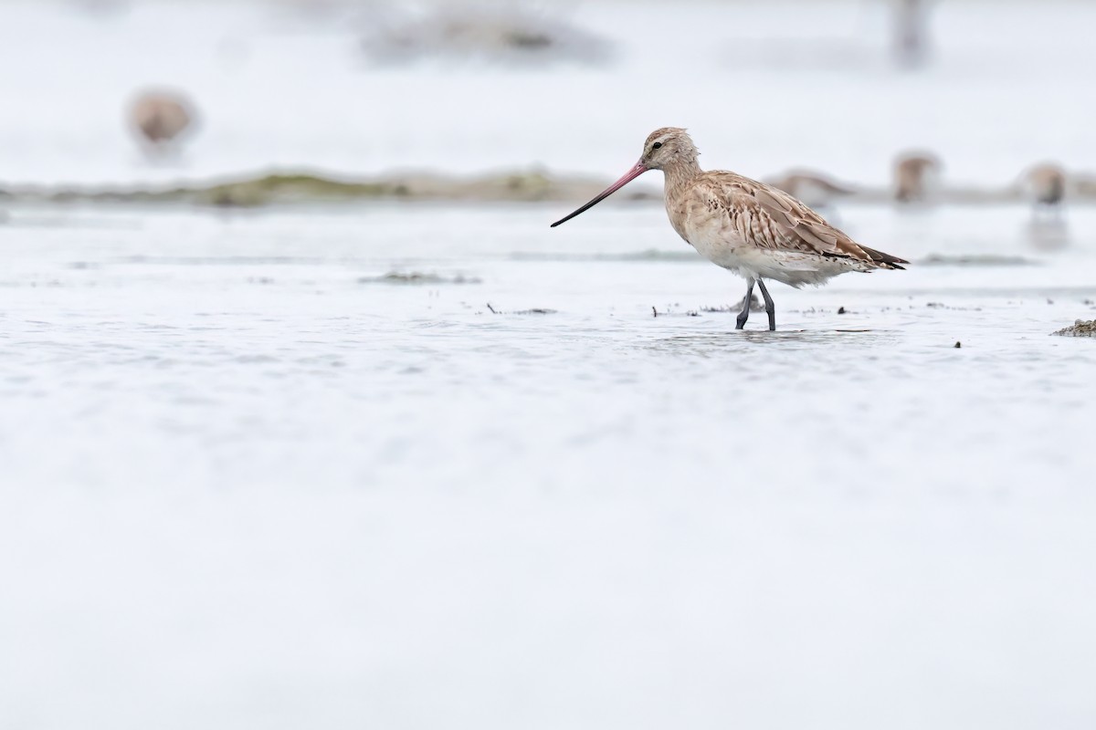 Bar-tailed Godwit - ML646244087