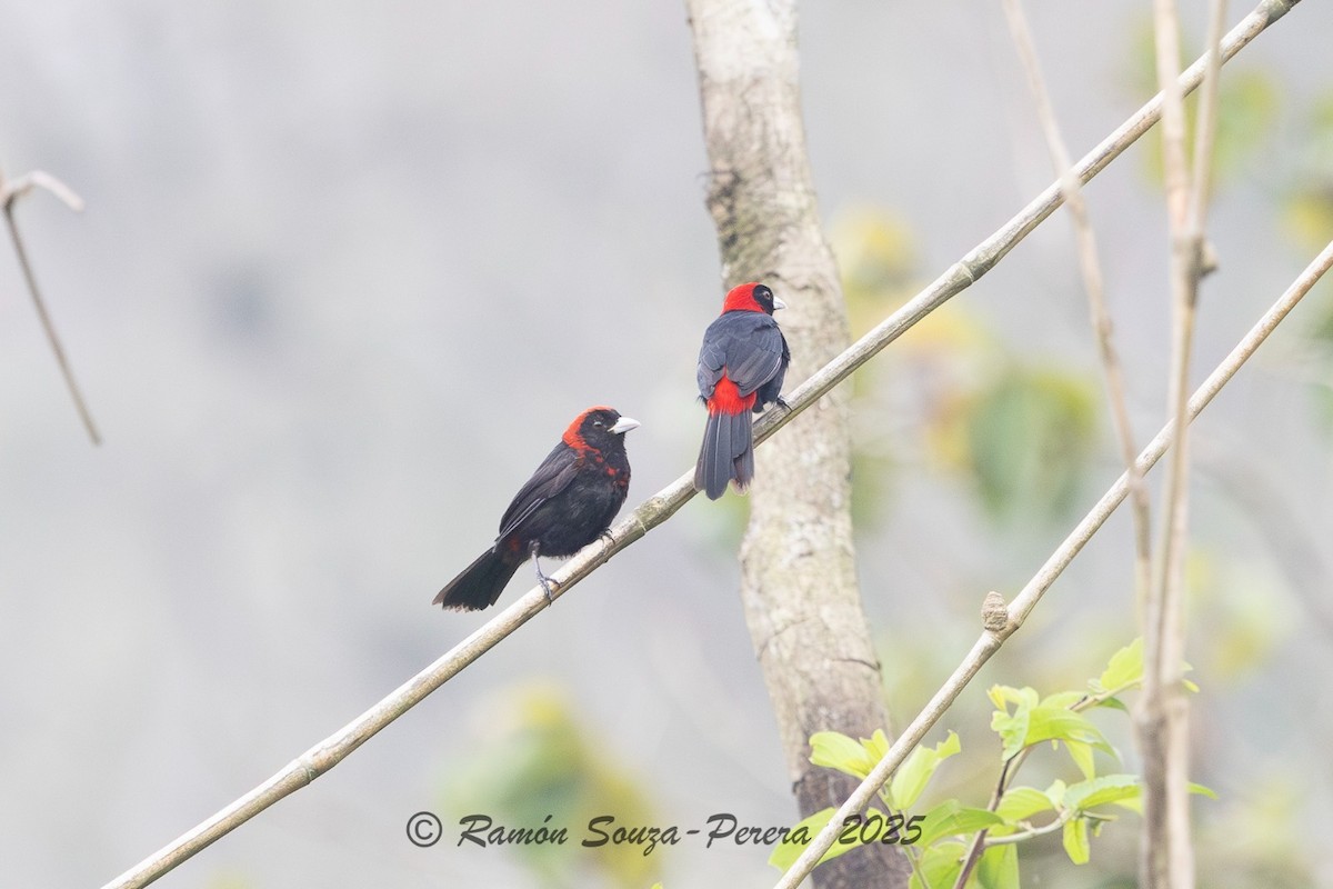 Crimson-collared Tanager - ML646244088