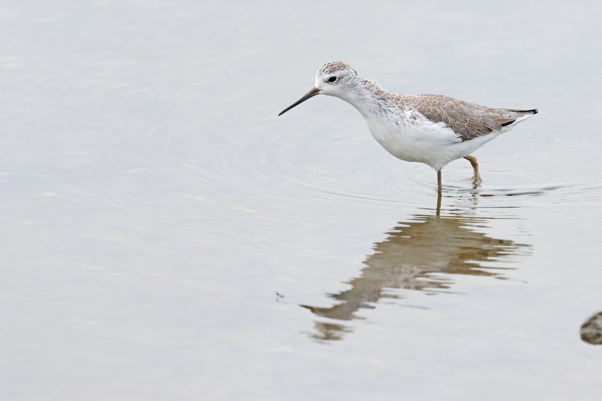 Marsh Sandpiper - ML646244089