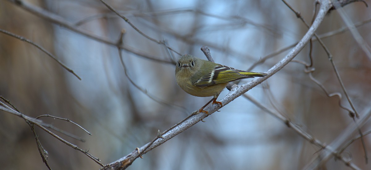 Ruby-crowned Kinglet - ML646244091